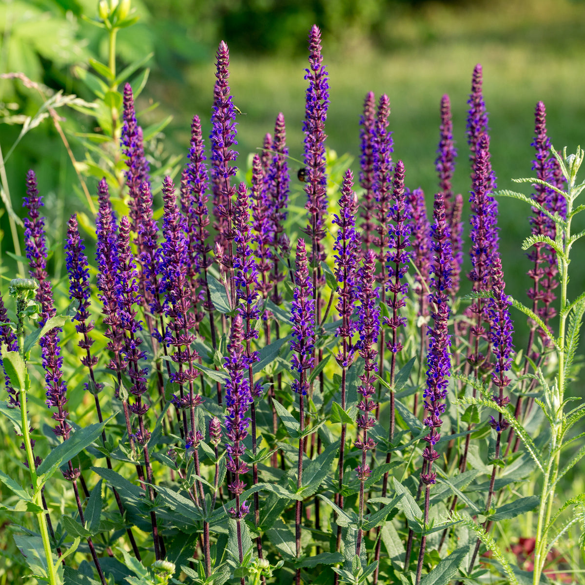 Bossalie 'Caradonna' - Salvia nemorosa caradonna - Bakker