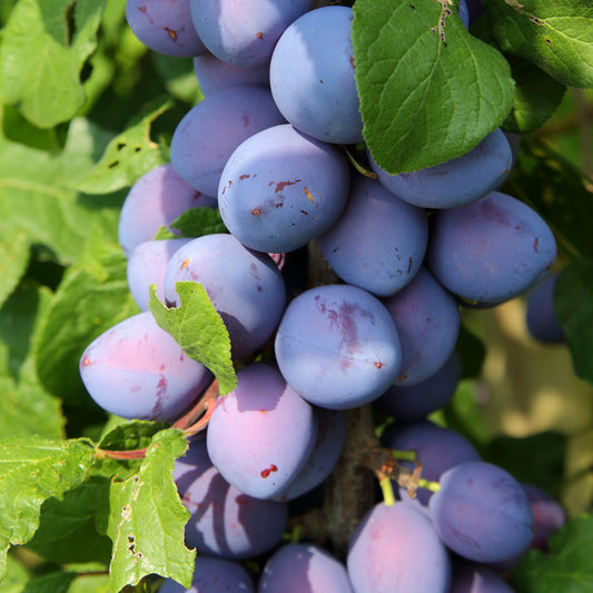 Mini pruimenboom 'Black Amber' - Bakker