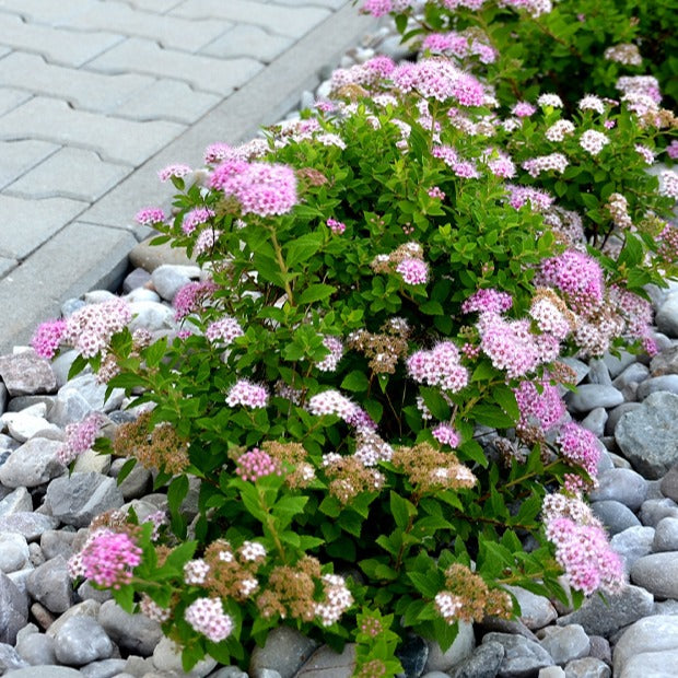 Verkoop Spierstruik 'Shirobana'