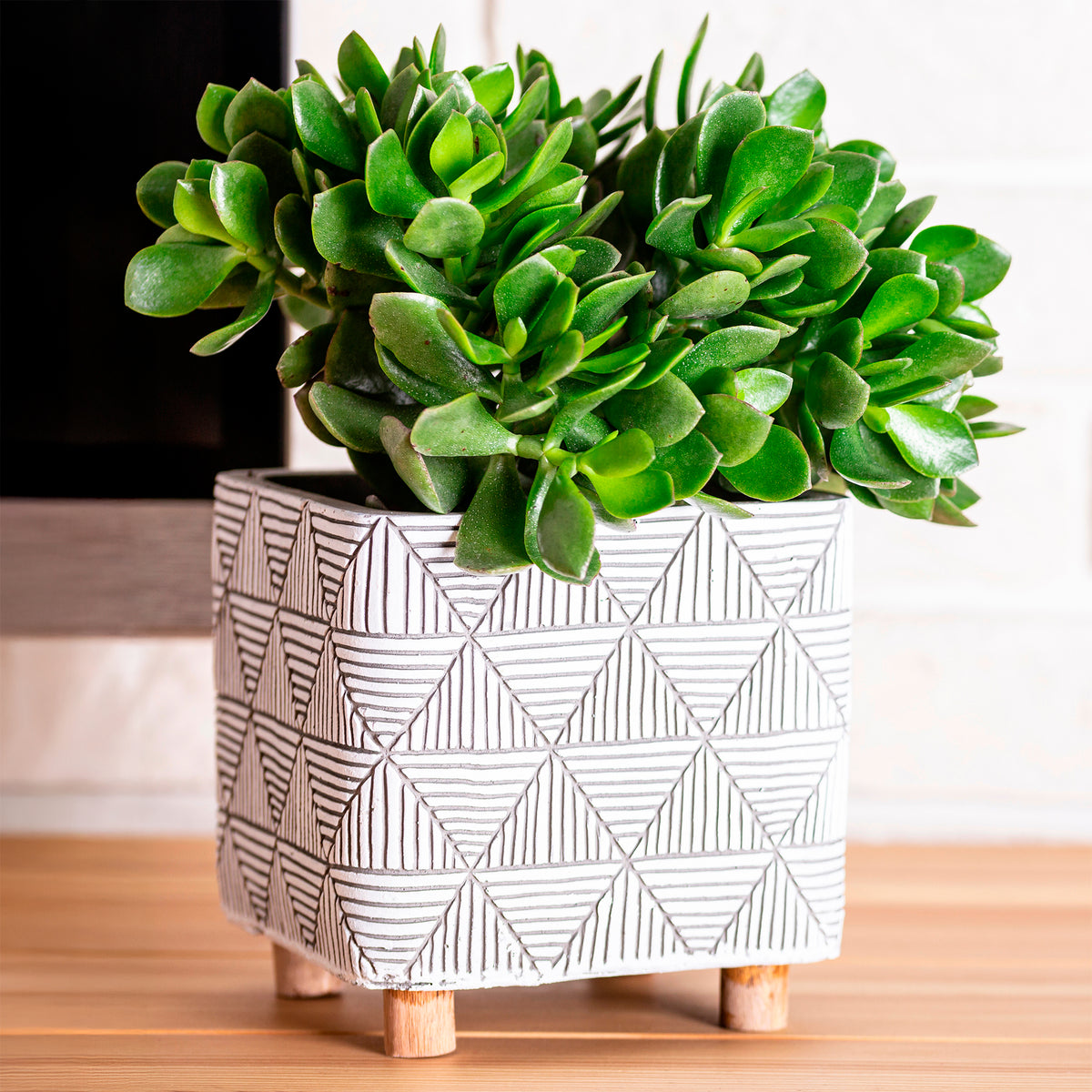 Jadeplant - Bakker