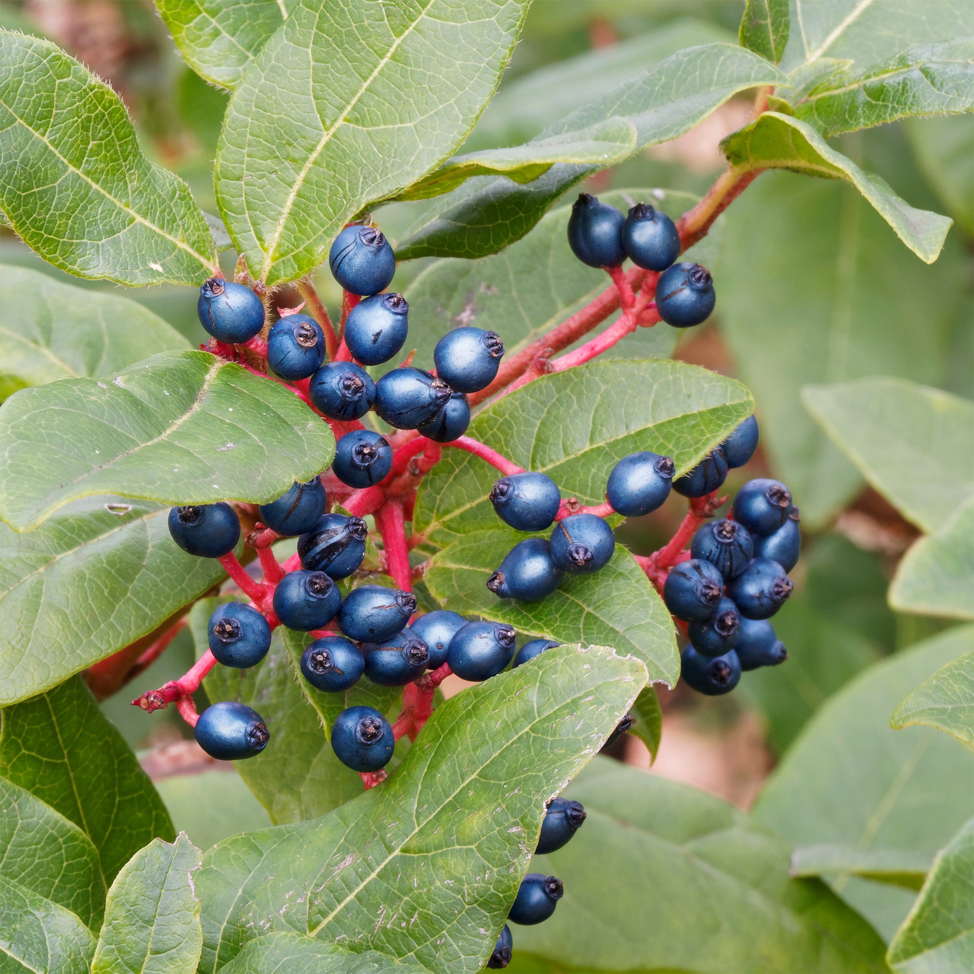 Verkoop Sneeuwbal Tinus