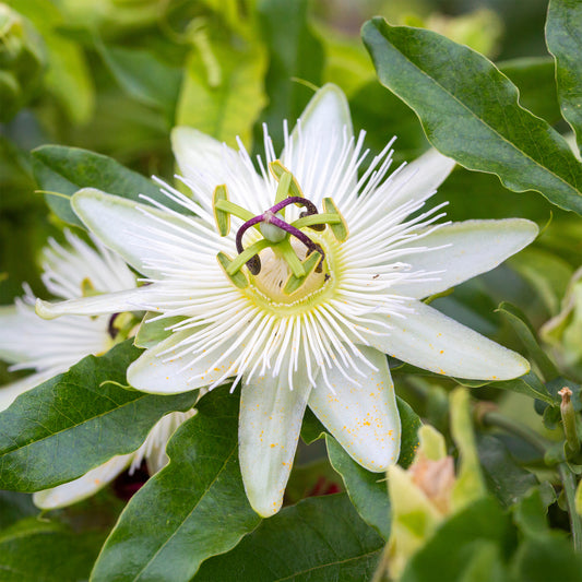 Passiebloem 'Constance Elliot' - Bakker