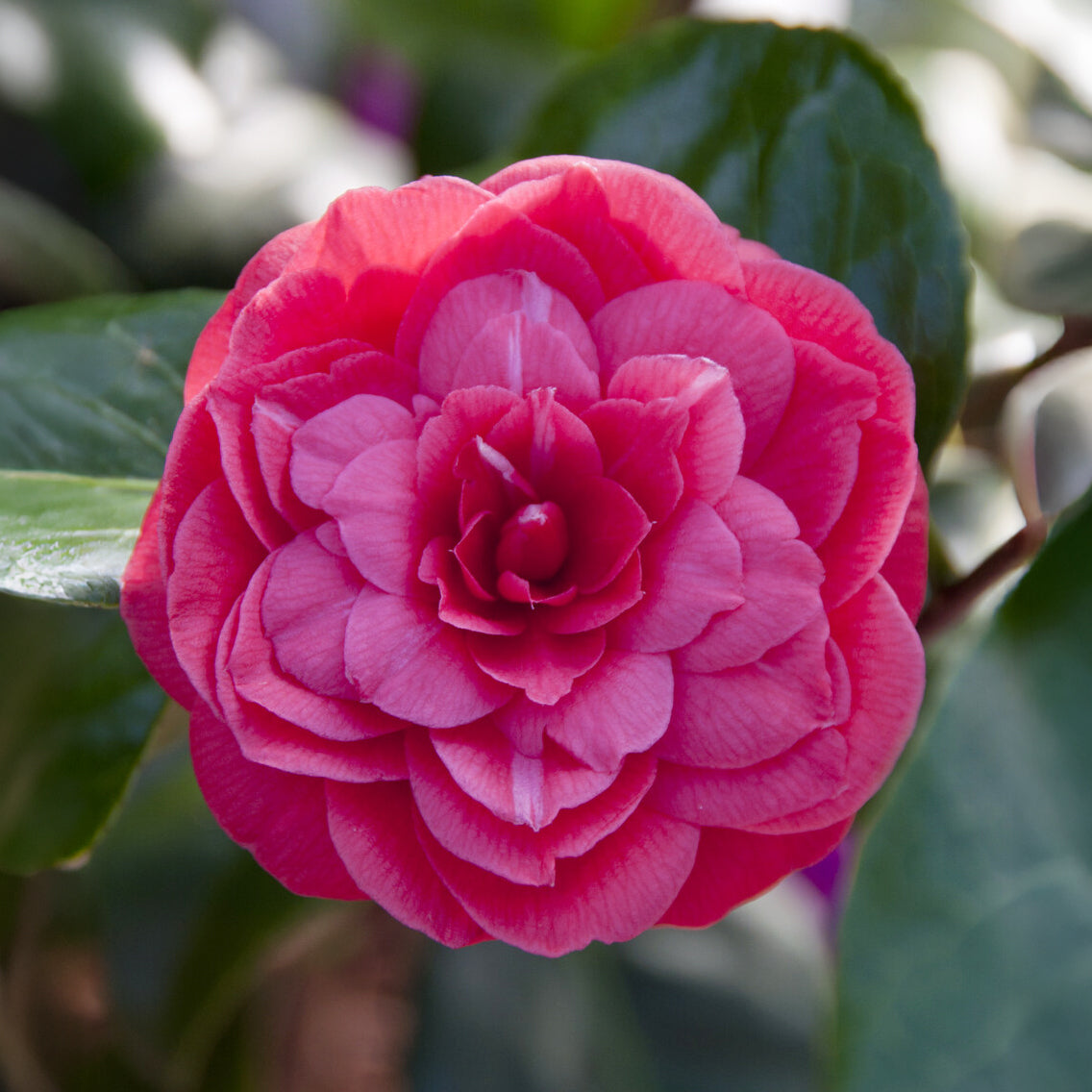 Japanse roos Principessa Baciocchi - Camellia japonica Principessa Baciocchi - Bakker