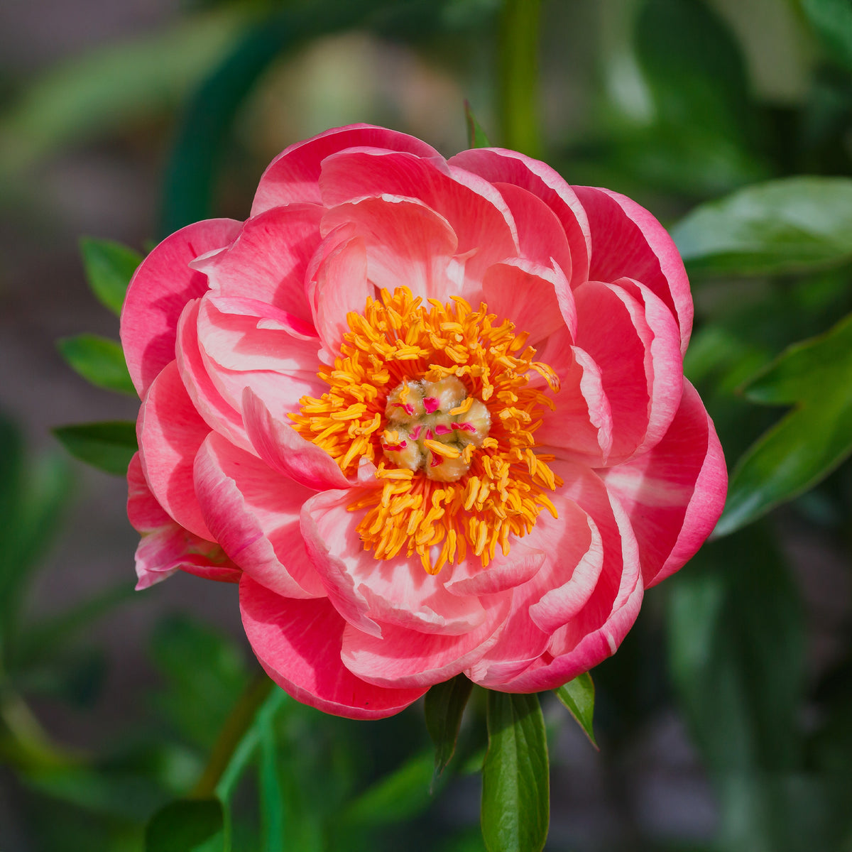 Pioenroos 'Coral Sunset' - Bakker