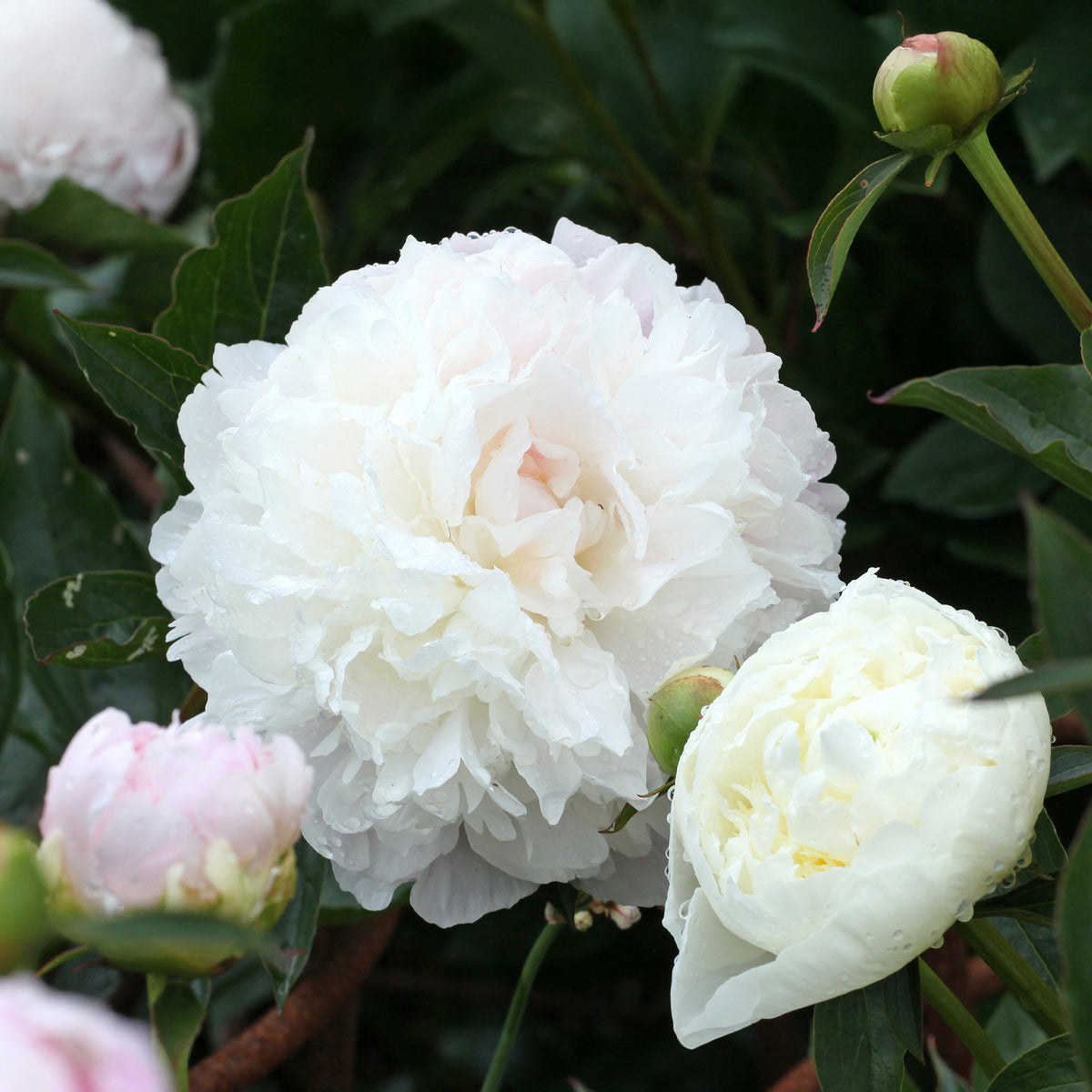 Pioenroos 'Duchesse de Nemours' - Paeonia lactiflora Duchesse de Nemours - Bakker
