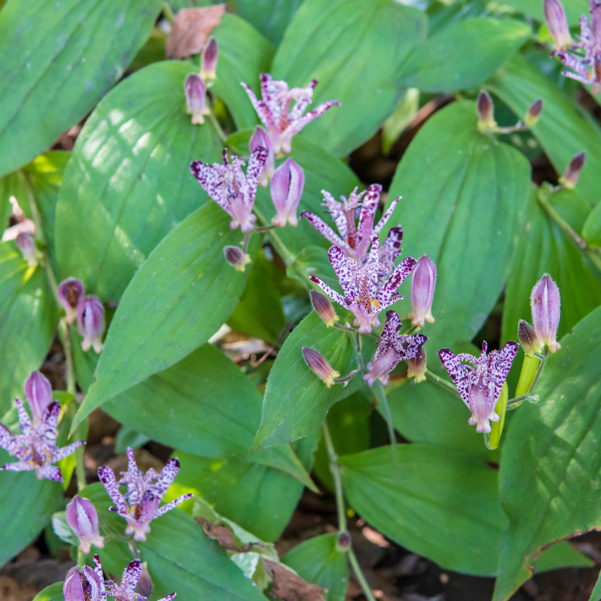 Verkoop Armeluisorchidee - Tricyrtis hirta