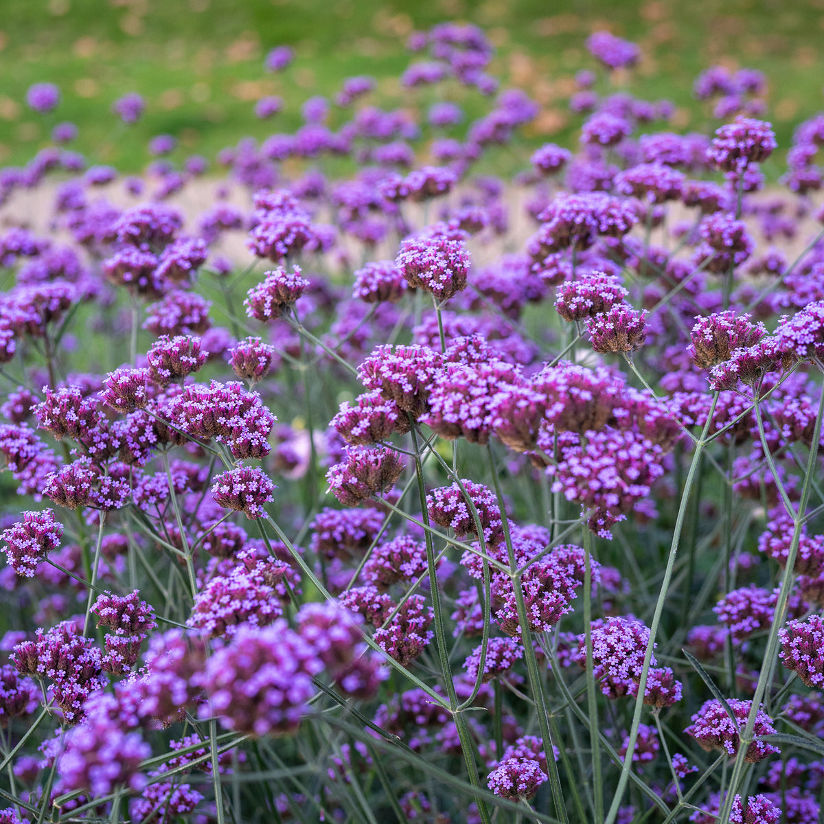 Ijzerhard - Buenos Aires IJzerhard - Verbena bonariensis