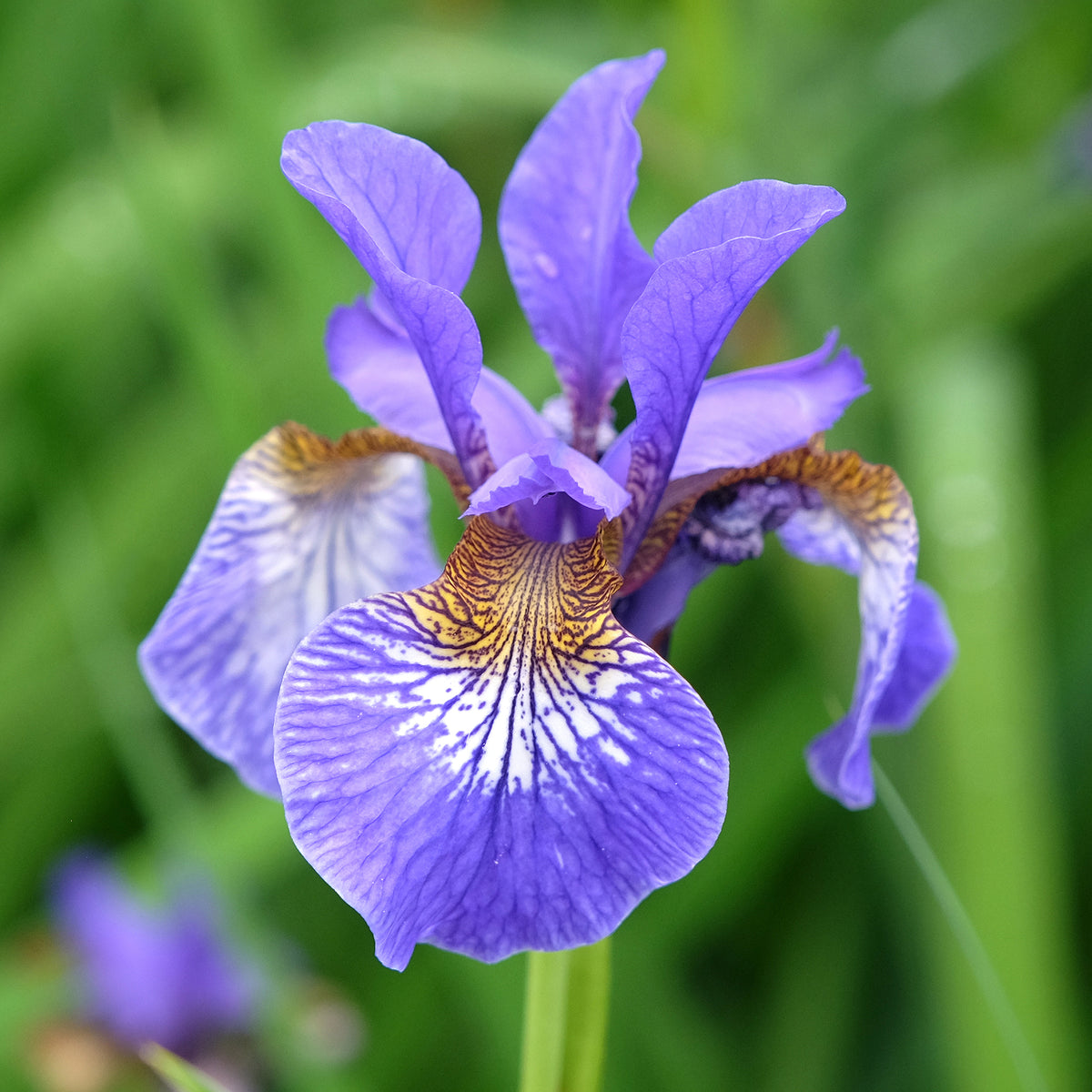Verkoop Siberische iris - Iris sibirica