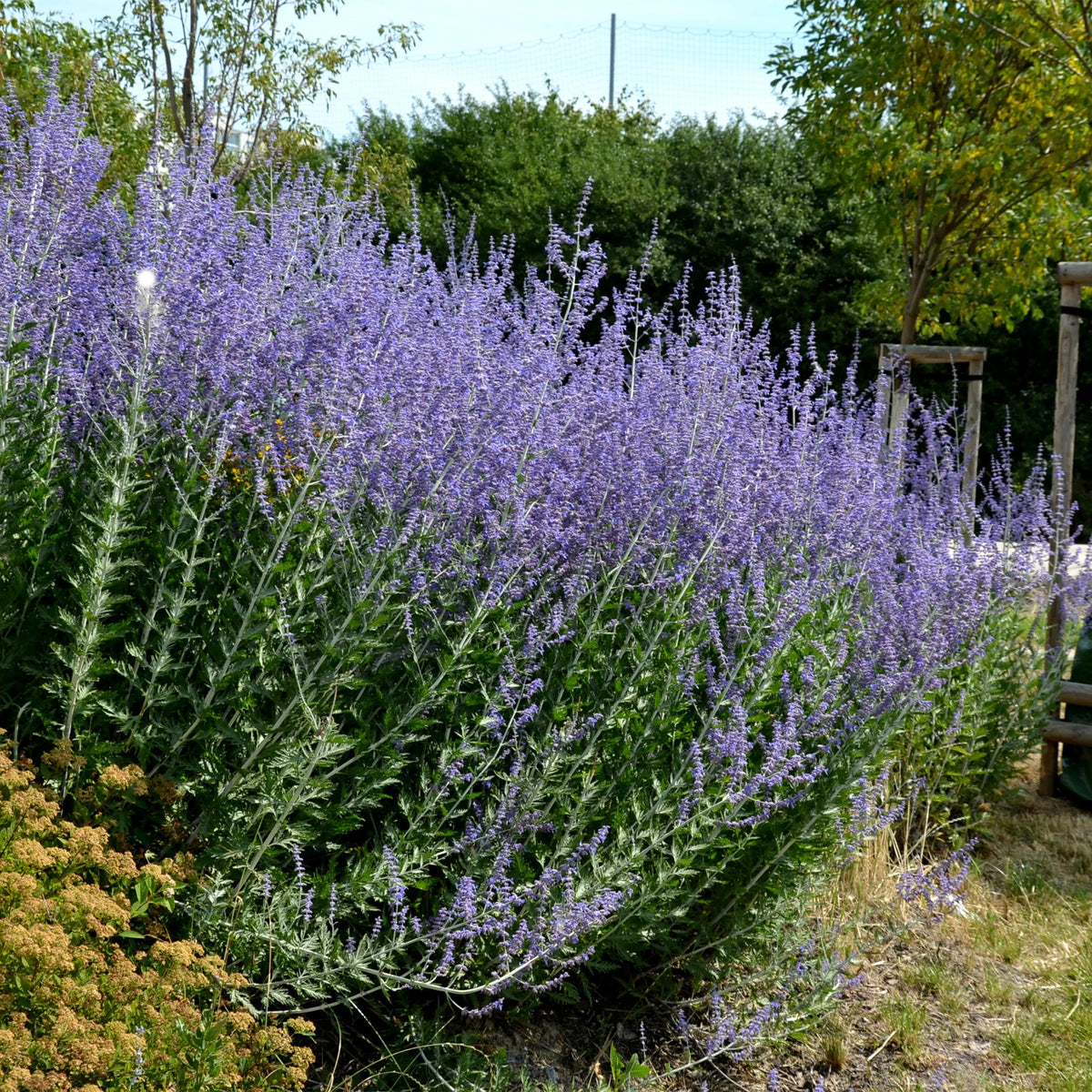 5 vaste planten voor zonnige border - Deschampsia cespitosa, Gaura lindheimeri, Nepeta faassenii, Perovskia atriplicifolia, Echinacea pallida - Bakker