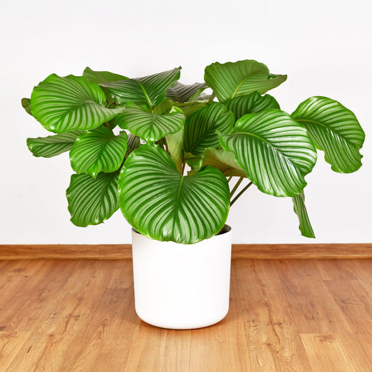 Bidplant Calathea orbifolia - Bakker