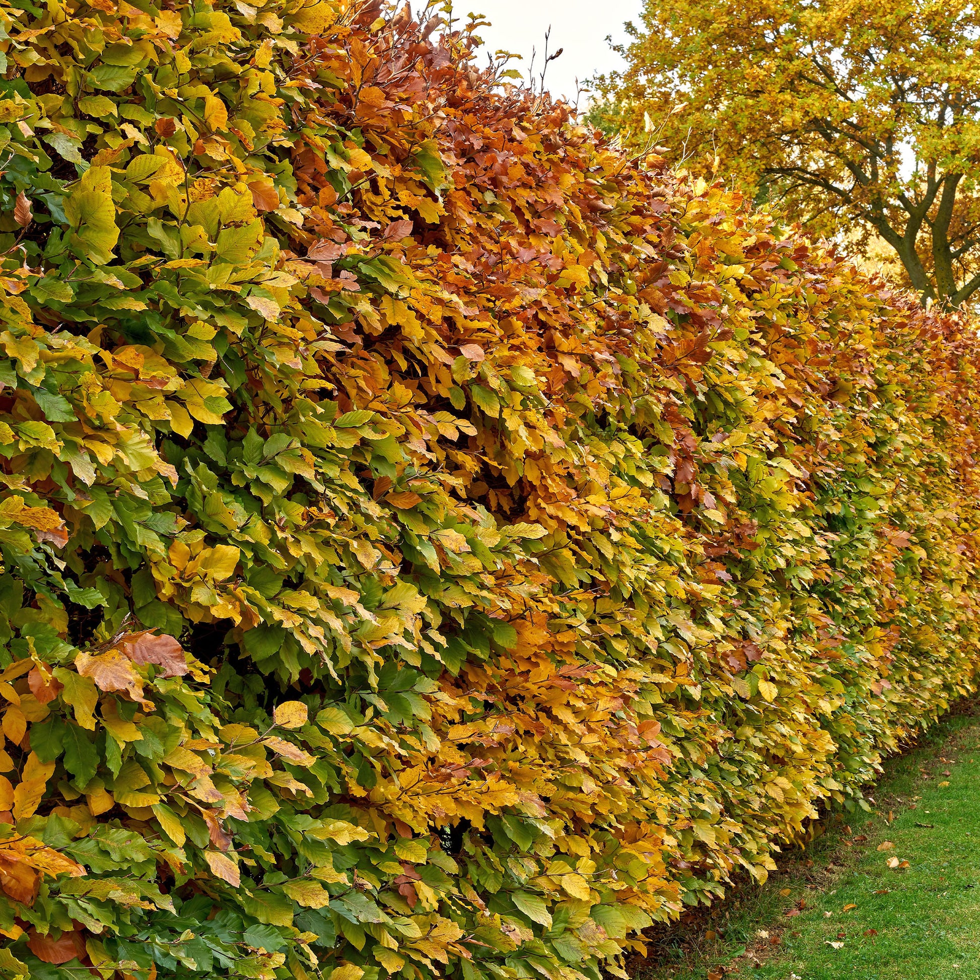 Verkoop Beuk - Beukenhaag