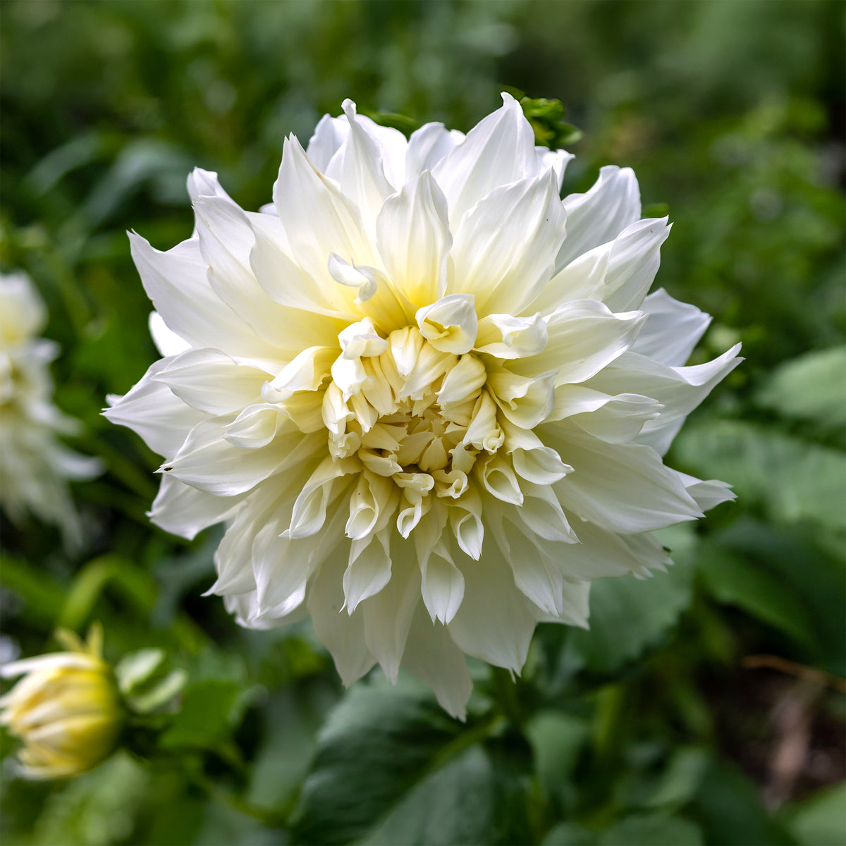 Dahlia 'fleurel' - Dahlia 'Fleurel' (x3) - Dahlia