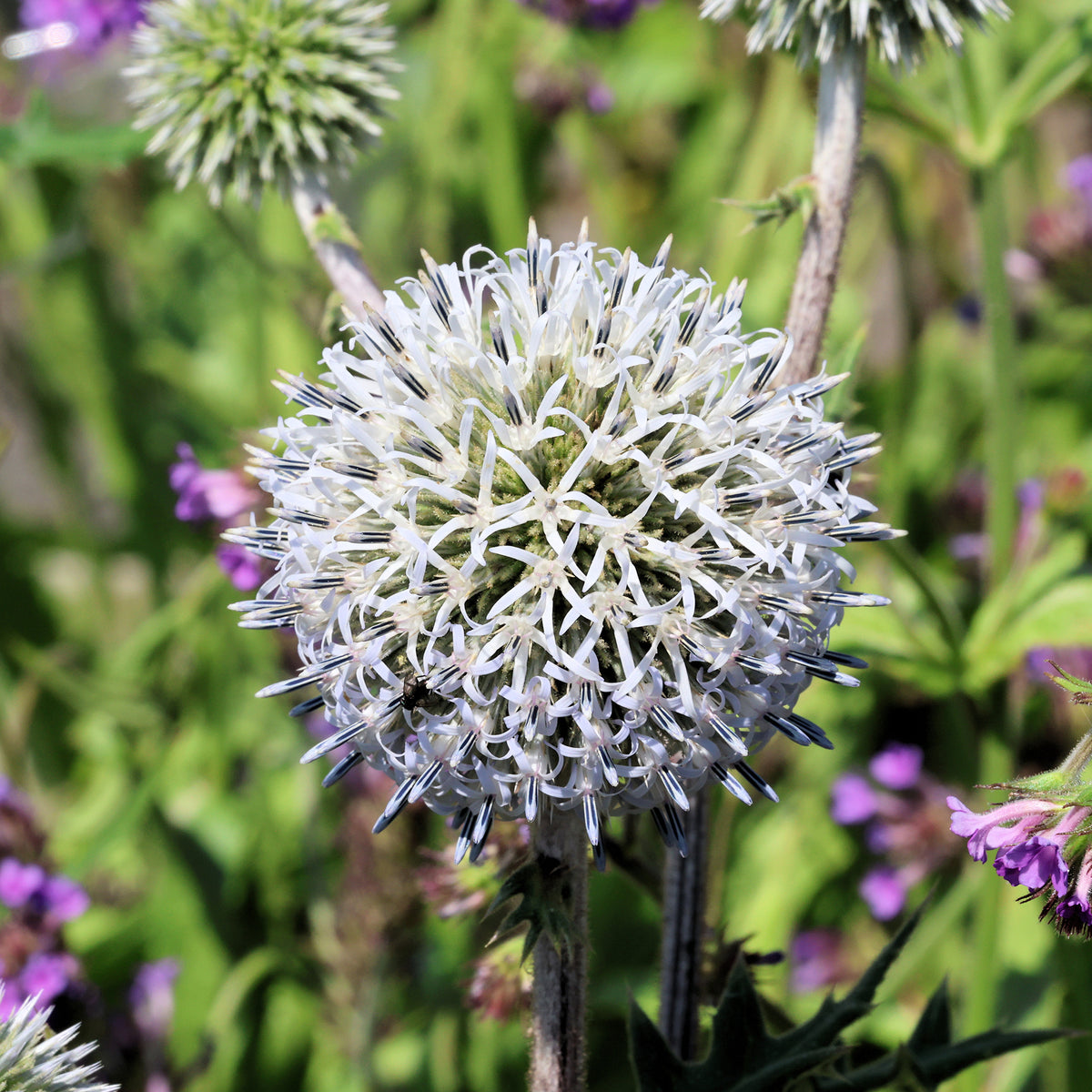 Kogeldistel 'Arctic Glow'