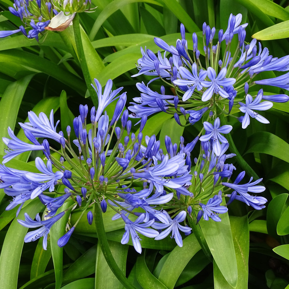 Afrikaanse lelie (x3) - Agapanthus umbellatus - Bakker