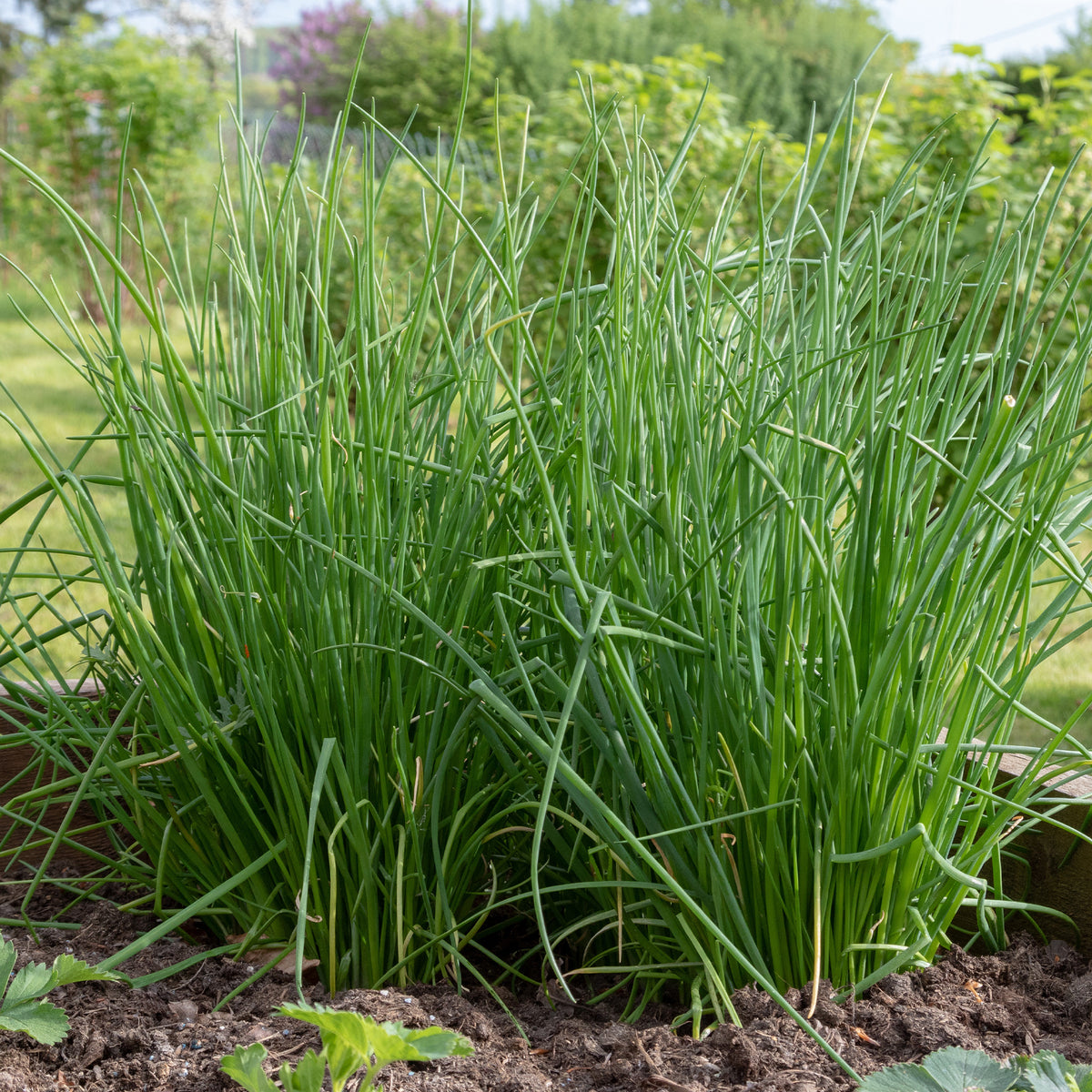 Bieslook - Allium schoenoprasum - Bakker