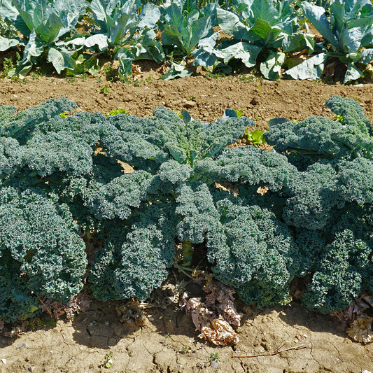 Boerenkool 'Westlandse Herfst' - Bakker