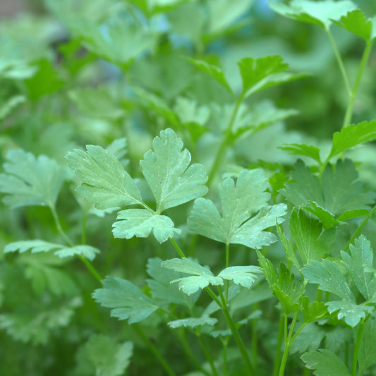Platte peterselie 'Amsterdamse Snij' - Bakker