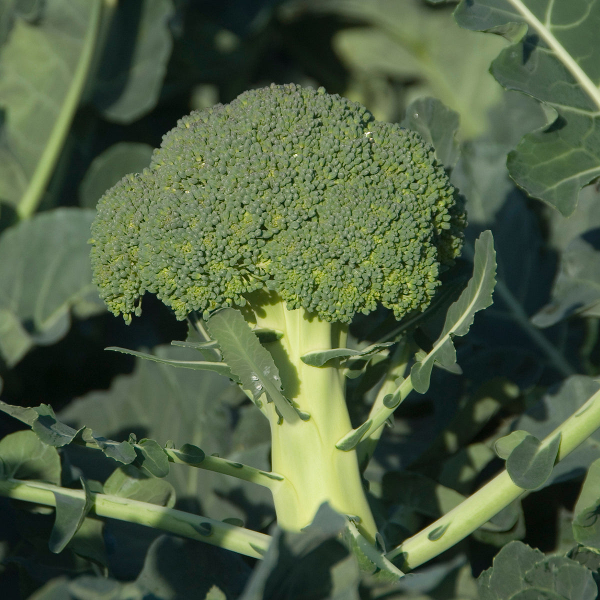 300 Broccoli zaden - Bakker