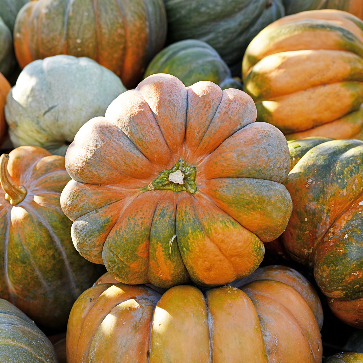 Pompoen 'Musquée de Provence' - Bio - Cucurbita maxima musquée de provence - Bakker