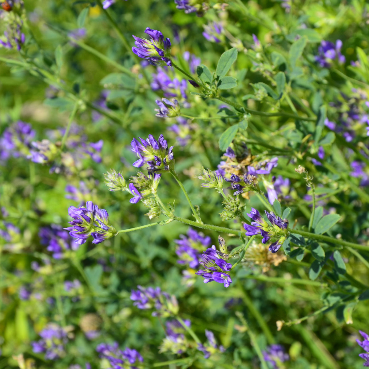 Kiemgroente - Alfalfa Medicago sativa - Medicago sativa
