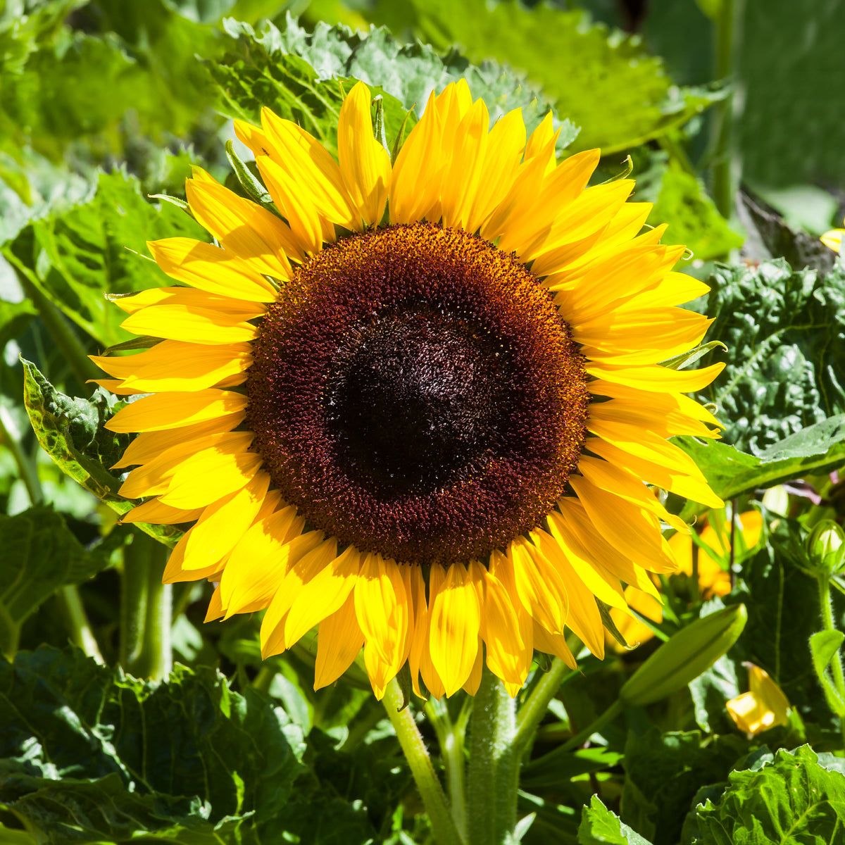 Zonnebloem 'Unifloris Giganteus' - Bakker