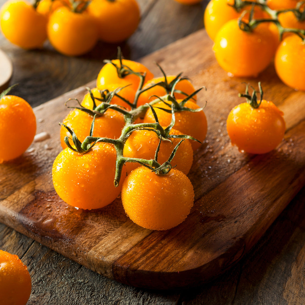 Tomaten pakket Solanum 'Toffe Tomaten' - Groentezaden - Solanum lycopersicum cocktail raisins jaunes - Bakker
