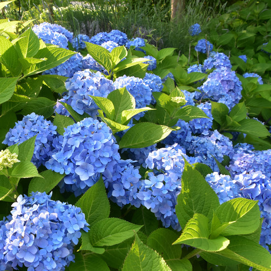 Blauwe Boerenhortensia - Hydrangea macrophylla - Bakker