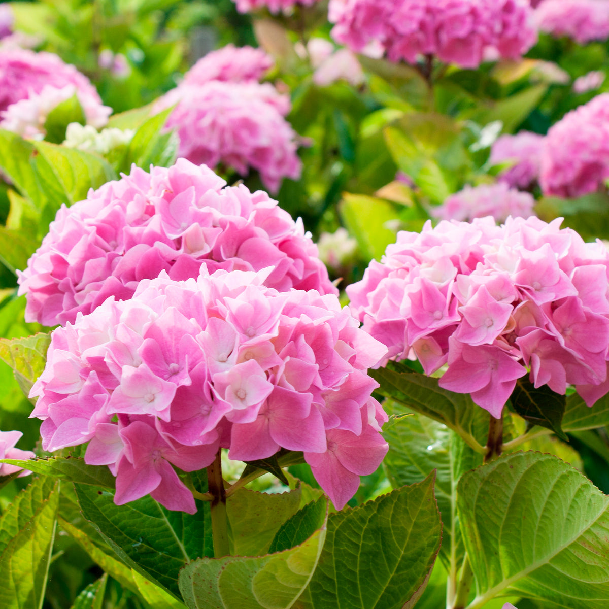Roze Boerenhortensia