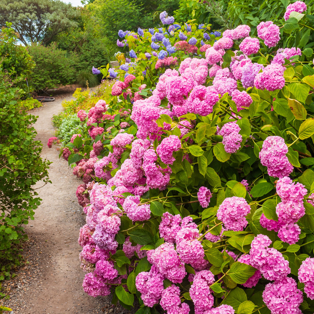 Roze Boerenhortensia - Bakker