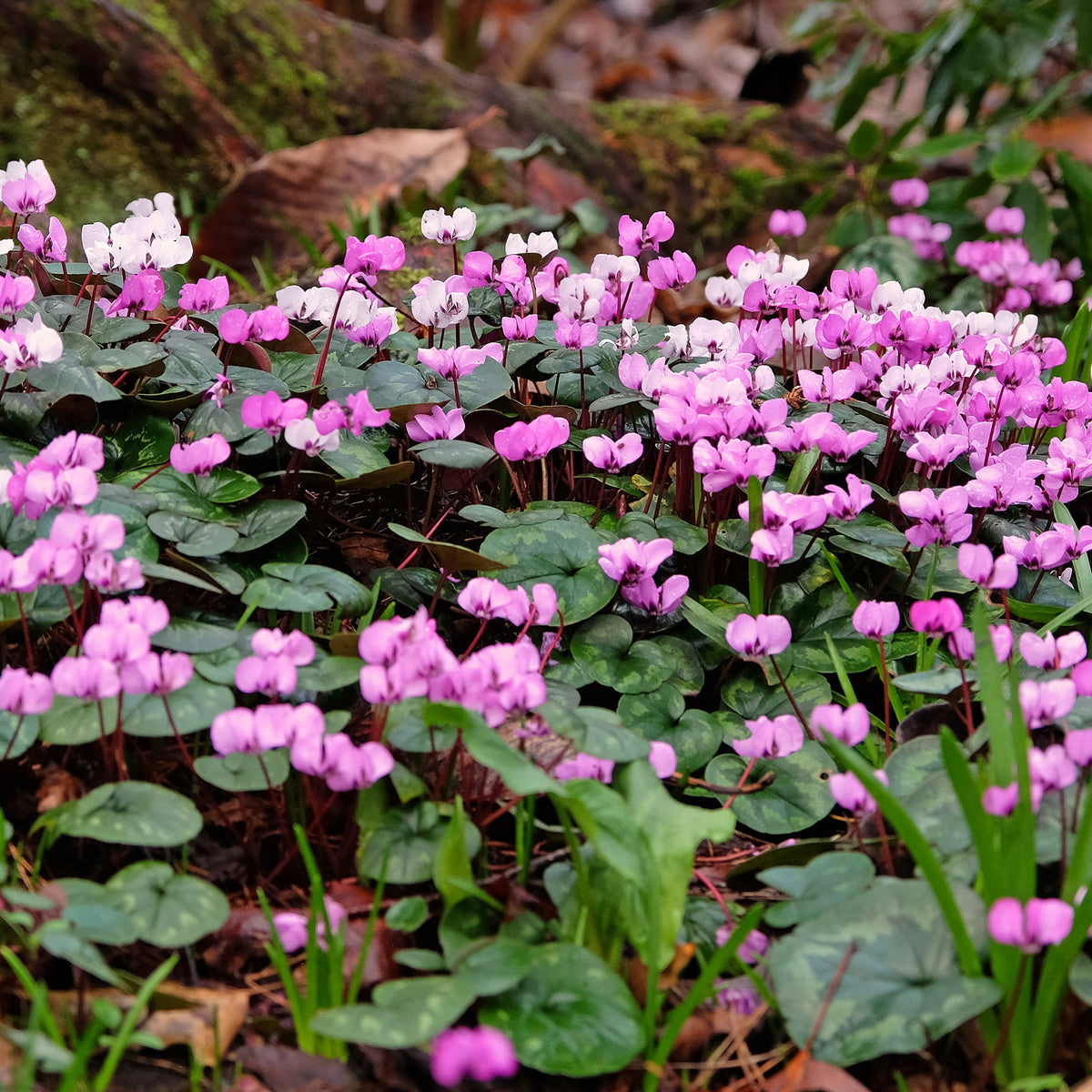 Cyclaam coum (x3) - Cyclamen coum - Bakker