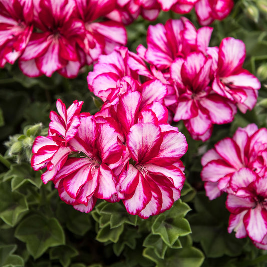 Klimgeranium bicolor (x3) - Bakker