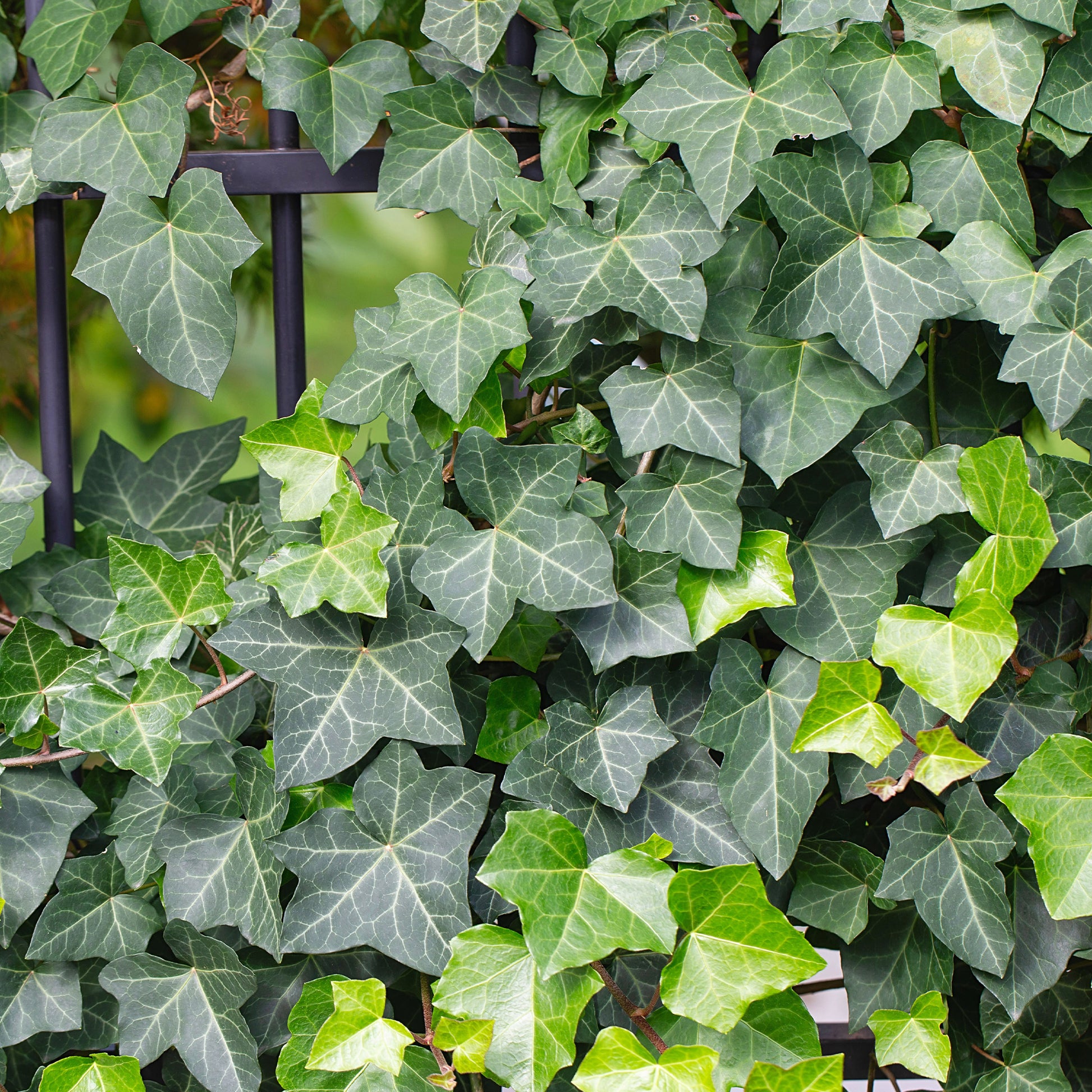 Klimop Hedera helix - Hedera helix - Bakker