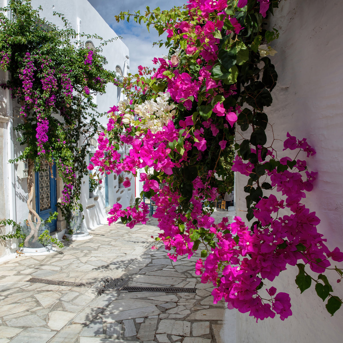 Verkoop Roze bougainville - Bougainvillea pink