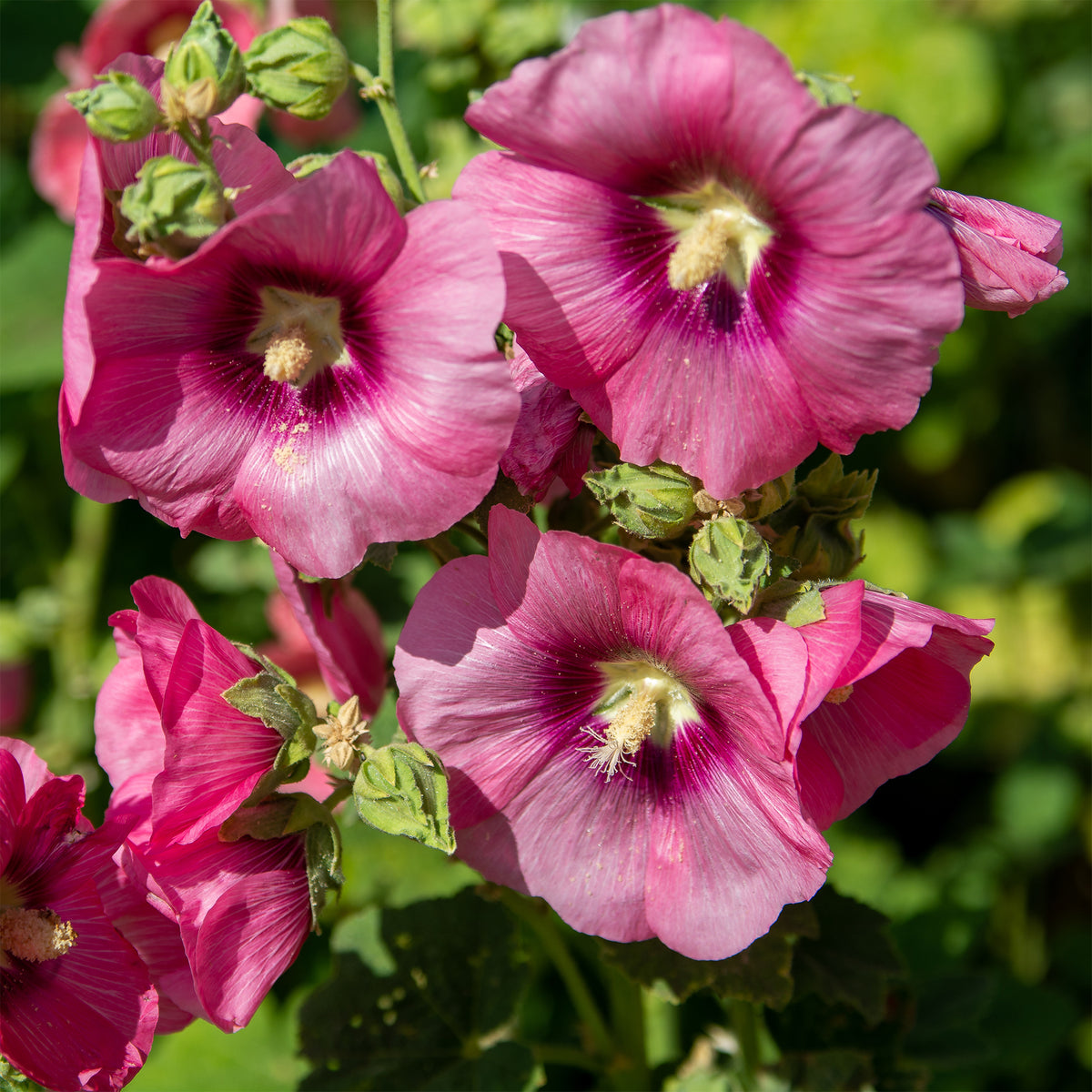 Alcea rosea simplex - Stokroos Simplex - Alcea - Stokroos