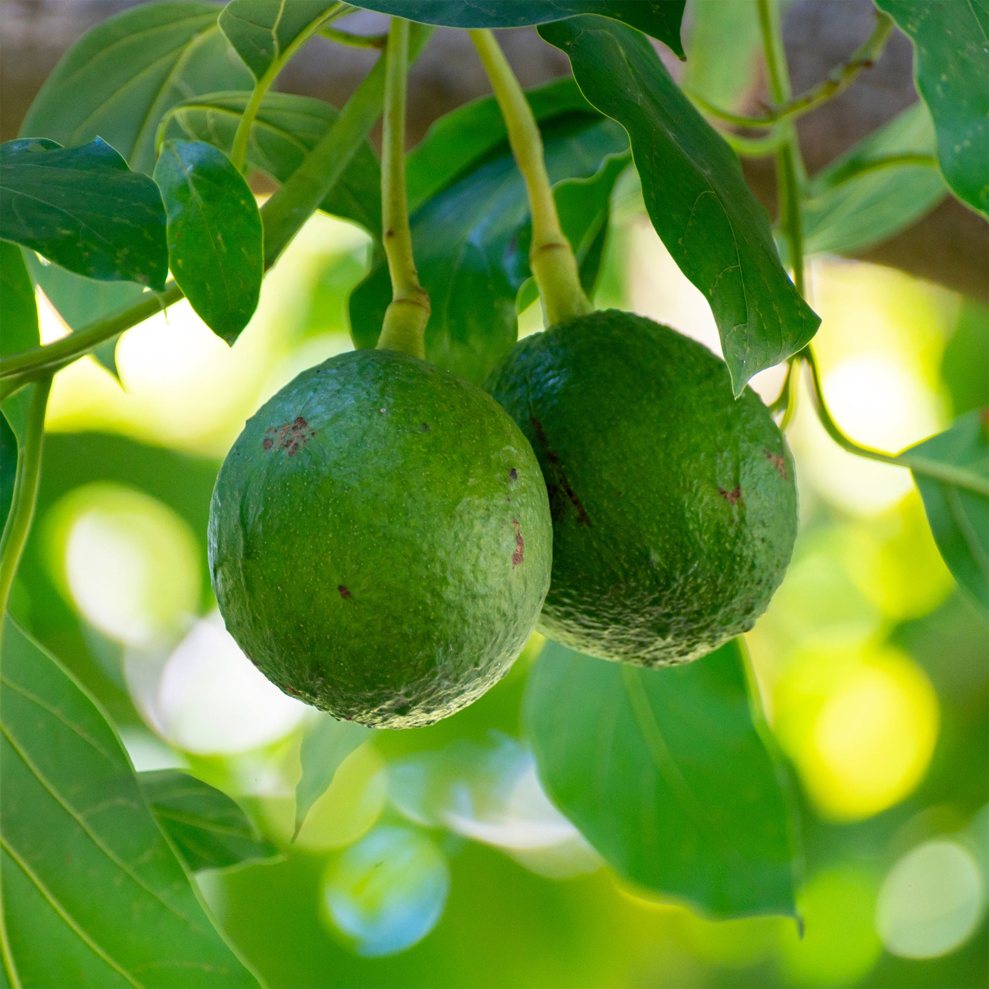 Grote ronde pot met frutboom n hoogglans wt, moo contrast met de