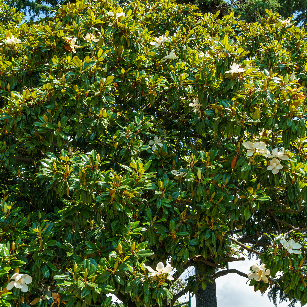 Magnolia grandiflora Alta - Bakker