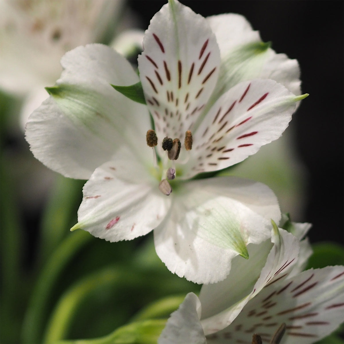 Alstroemeria Majestic Mazé - Inca Lelie - Alstroemeria Majestic Mazé - Alstroemeria - Incalelie