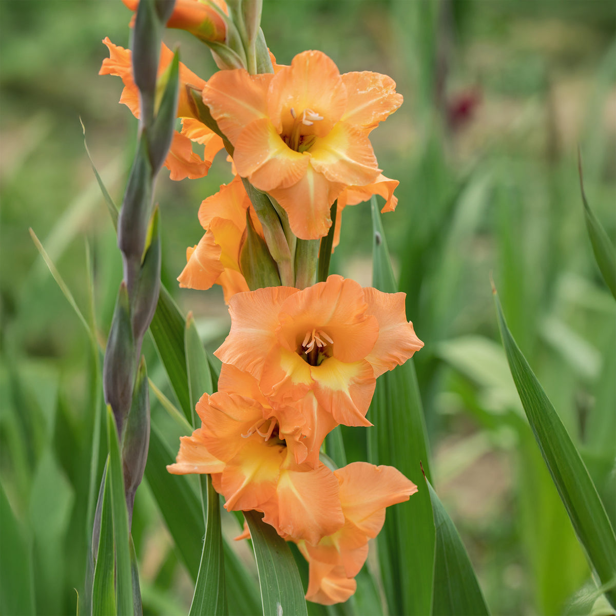 Gladiolen hybride grootbloemig Cornelli (x15) - Gladiolus Cornelli - Bakker
