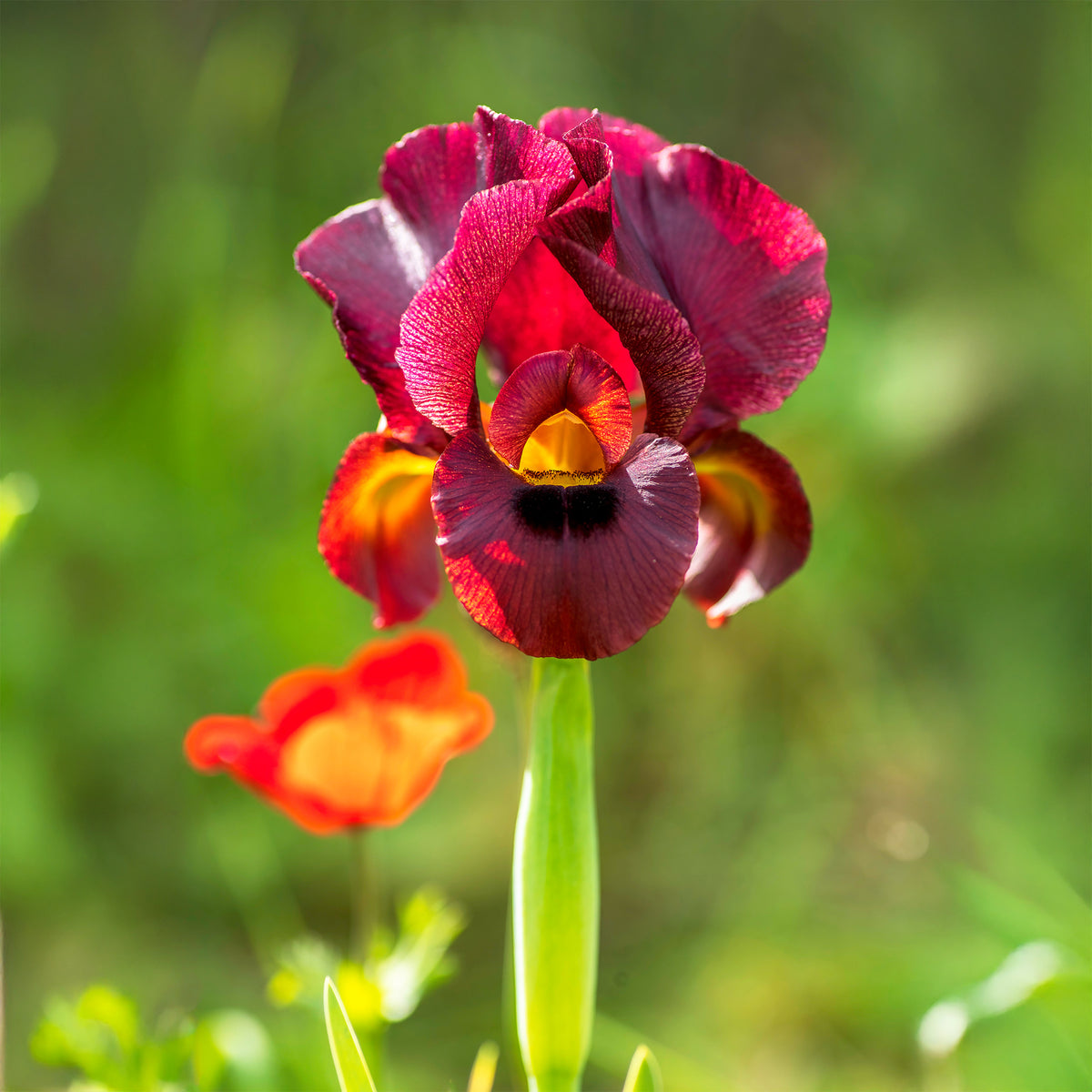 Iris Louisiana 'Ann Chowning' / Rode wateriris - Bakker