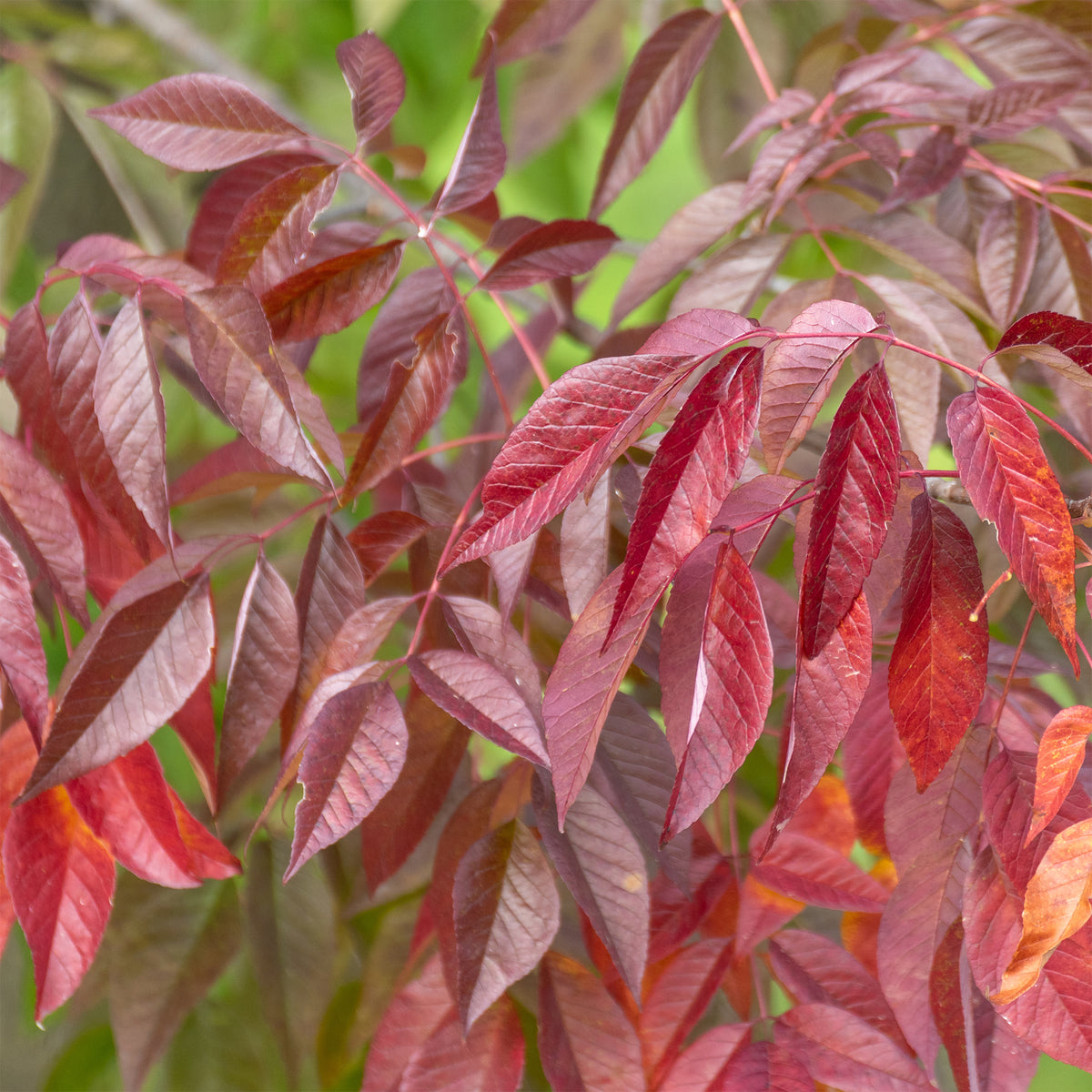 Amerikaanse es 'Autumn Applause' - Bakker