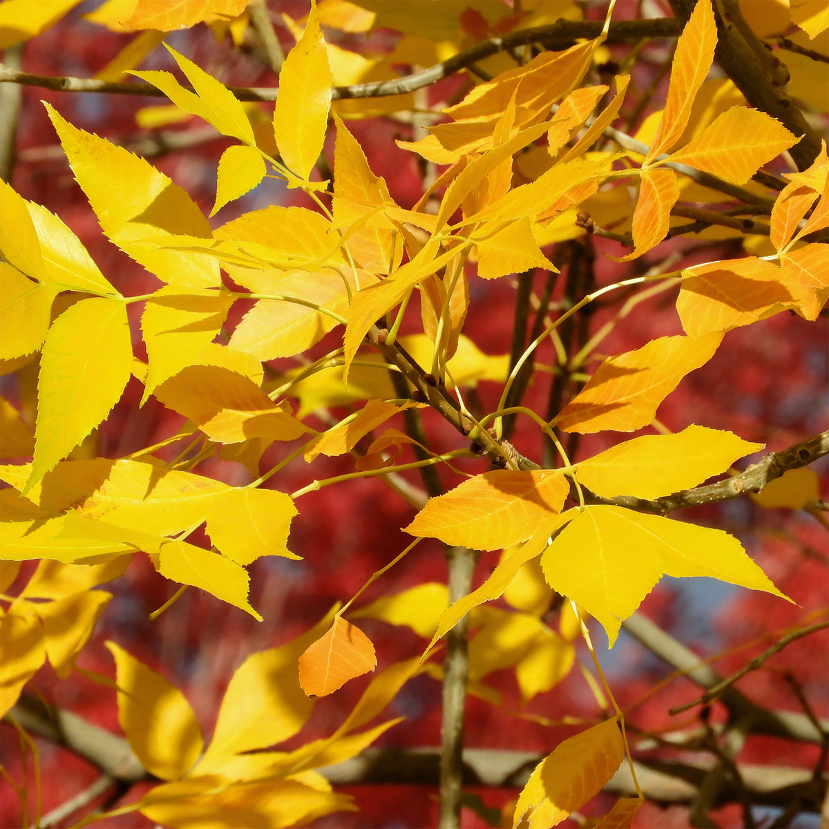 Amerikaanse es 'Skyline' - Fraxinus americana Skyline - Bakker