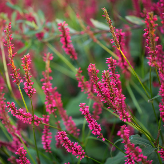 Duizendknooop Amethyst Summer - Bakker