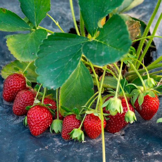 Aardbei Anaïs - Bakker