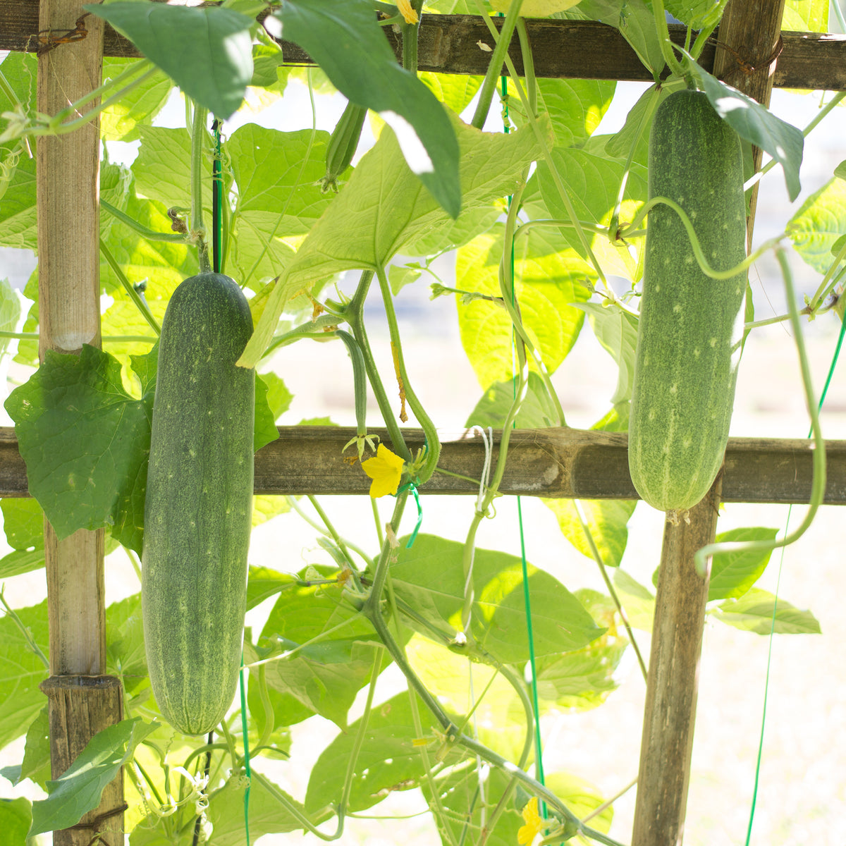 Komkommer 'Johanna' - Cucumis sativus 'johanna' - Bakker