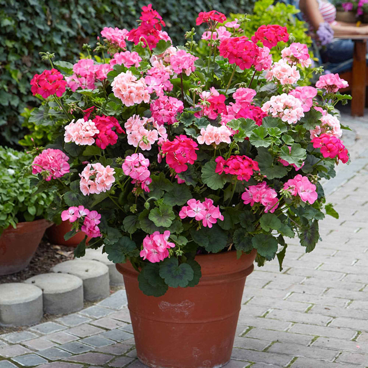 Geranium - Pelargonium - Geranium roze - Pelargonium zonale