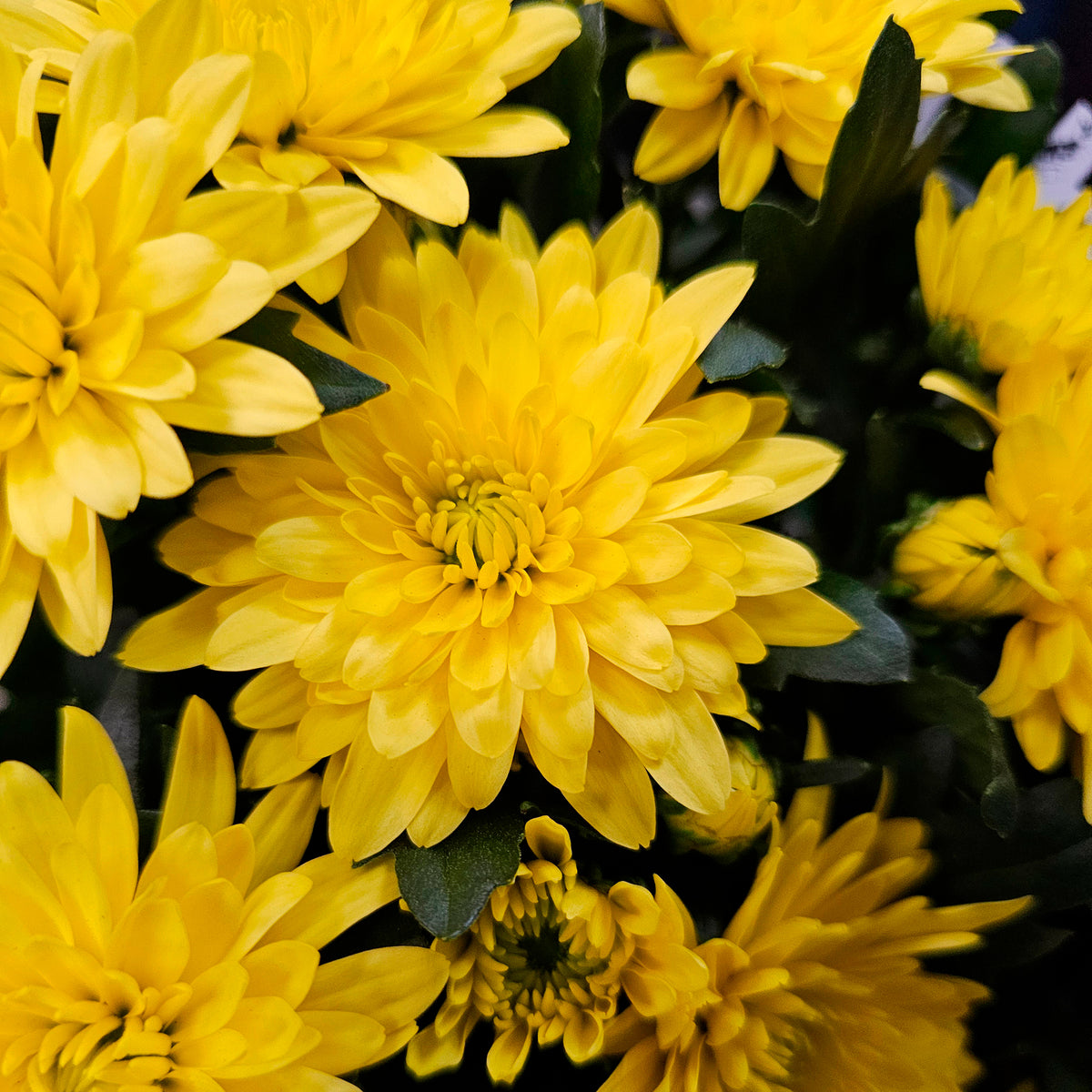 Chrysant geel/oranje - Bakker