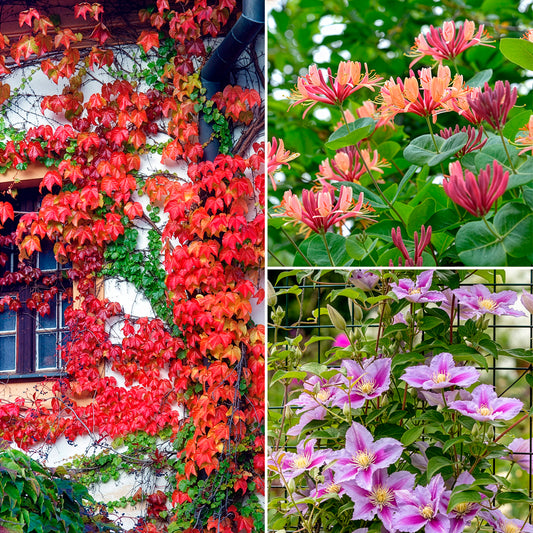 Collectie van klimplanten: kamperfoelie, clematis, Wilsde Wingerd (x3) - Bakker