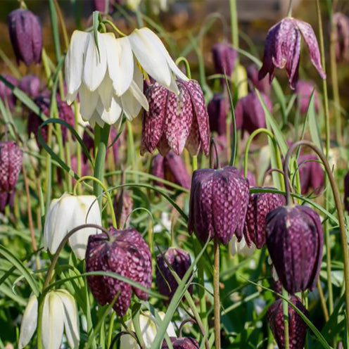 Kievitsbloemen gemengd (x30) - Fritillaria Meleagris - Bakker
