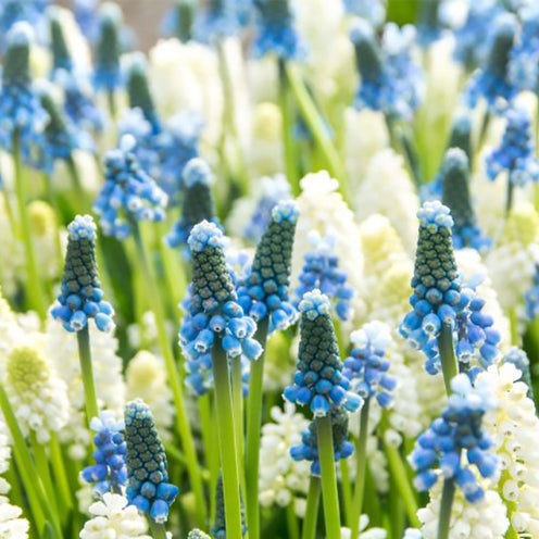Blauw-witte Muscari mix (x35) - Bakker