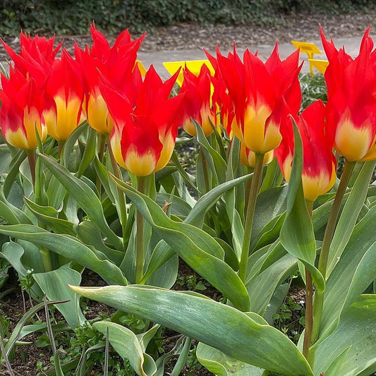 5 Tulpen 'Flames Mystery' - Bakker